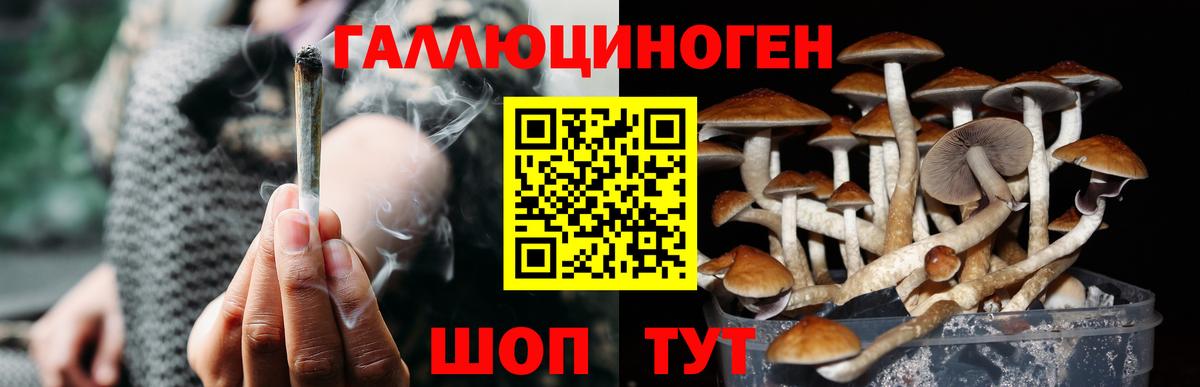 Псилоцибиновые грибы Psilocybine cubensis Тавда